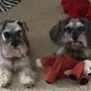 Meet your Posher, Freda